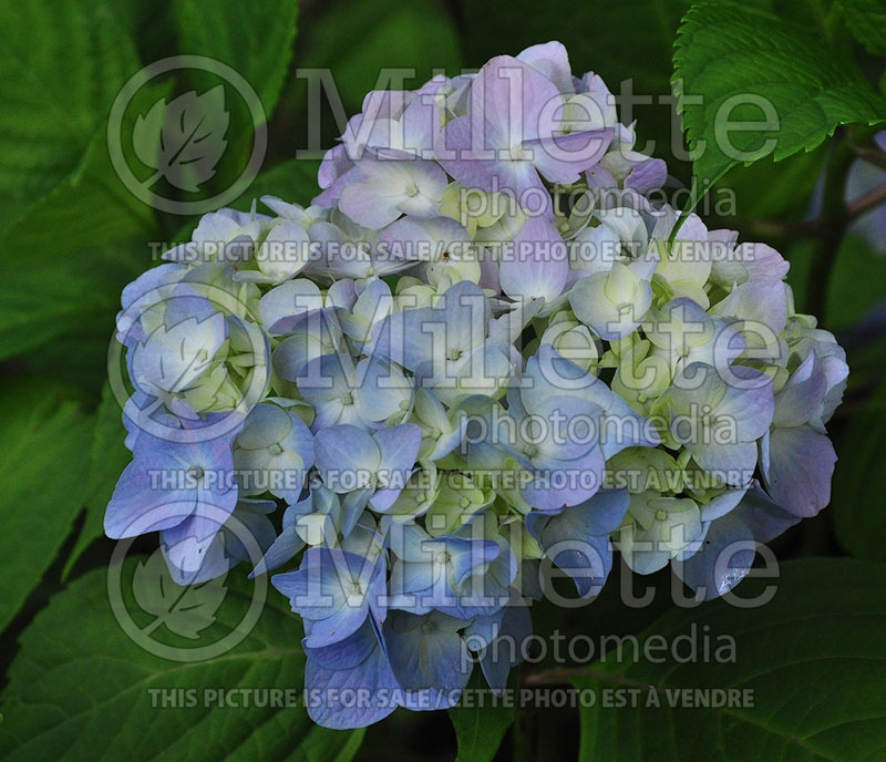 Hydrangea Otaksa (Bigleaf Hydrangea Mophead) 2 