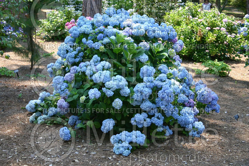 Hydrangea Otaksa (Bigleaf Hydrangea Mophead) 1 