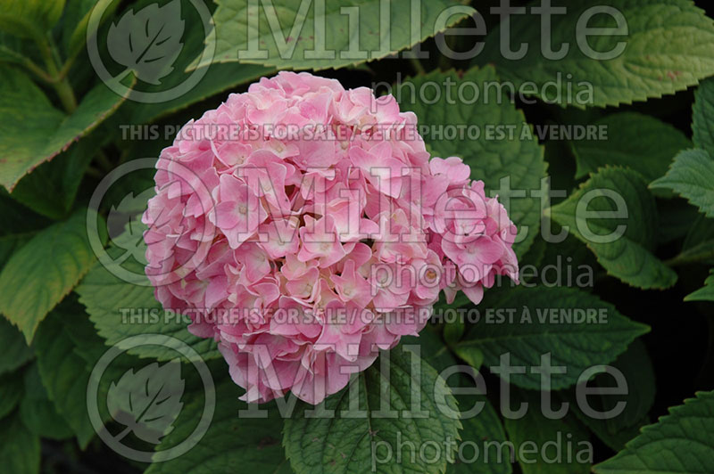 Hydrangea Penny Mac (Hydrangea Mopheads) 1