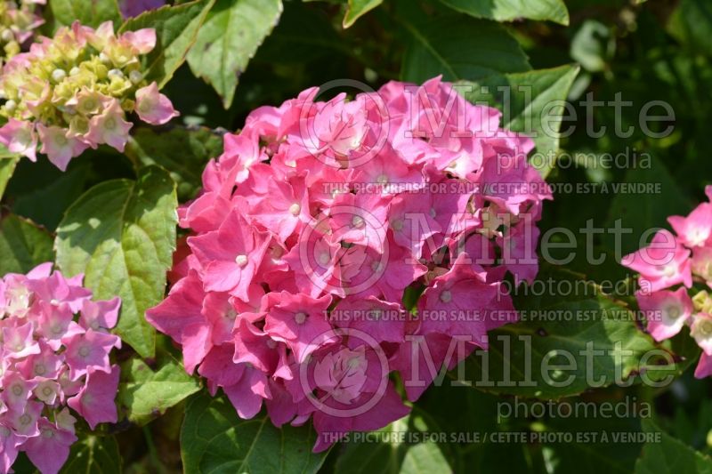 Hydrangea Pia (Hydrangea Mopheads) 2