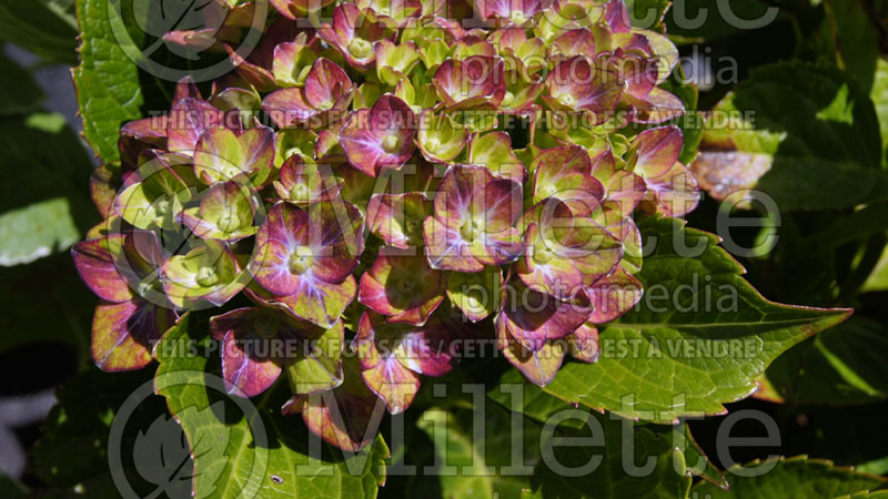 Hydrangea Pistachio or Horwack (Hydrangea Mophead) 4  