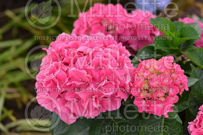 Hydrangea Purple Majesty (Bigleaf Hydrangea Mophead) 1 