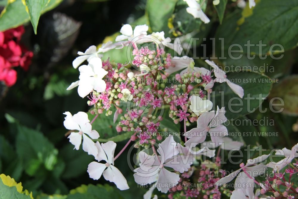 Hydrangea Quadricolor (Hydrangea) 1