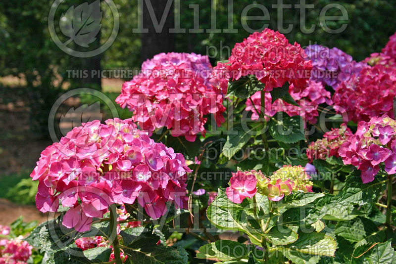 Hydrangea Red Star (Bigleaf Hydrangea Mophead) 1 