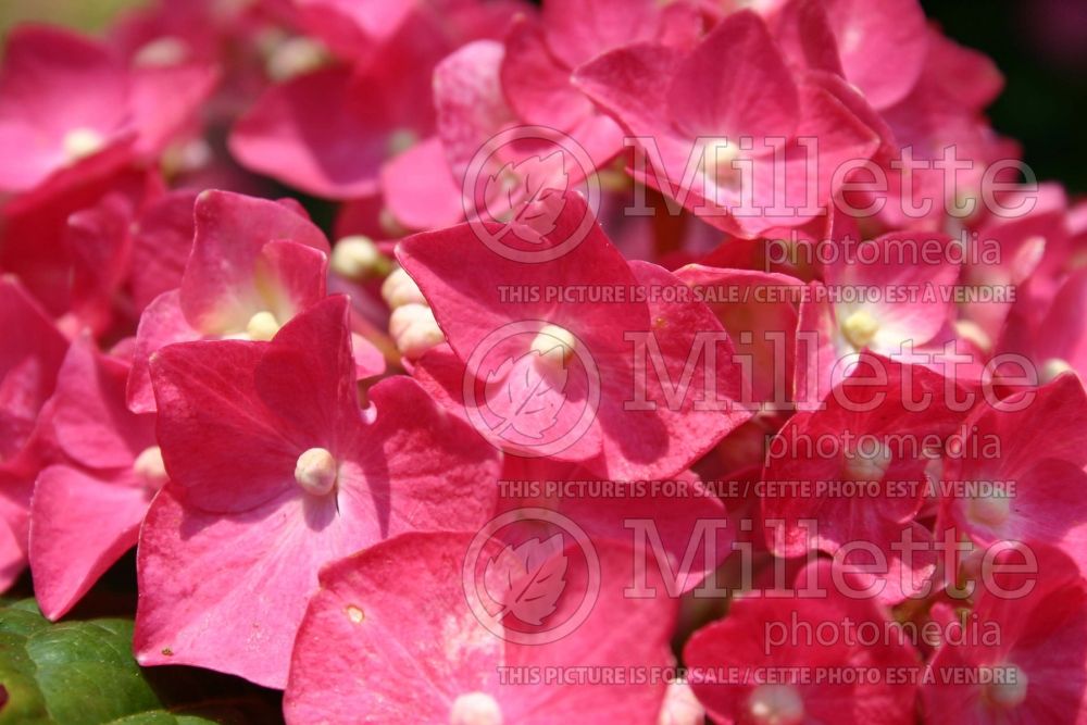 Hydrangea Red Star (Bigleaf Hydrangea Mophead) 2 