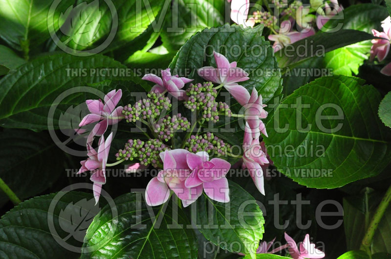 Hydrangea Star Gazer ou Kompeito (Bigleaf Hydrangea Mophead) 1 