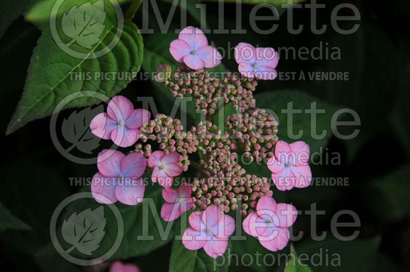 Hydrangea Artic Pink (Bigleaf Hydrangea Mophead) 1 