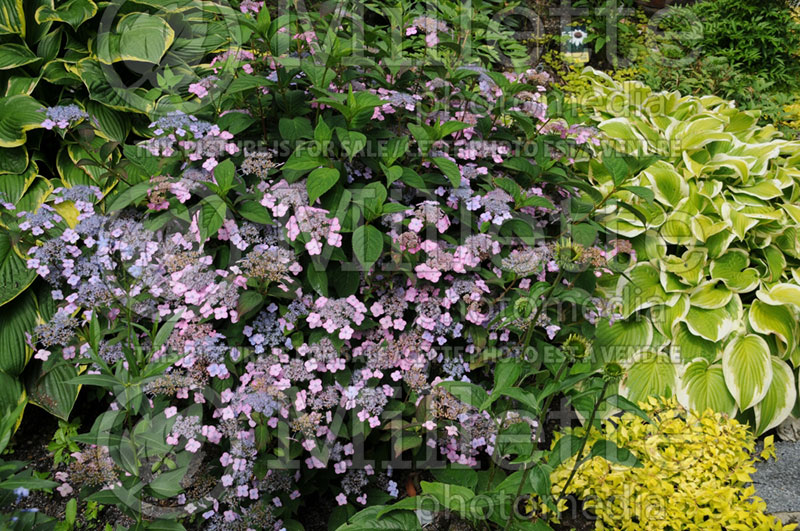 Hydrangea Arctic Pink (Hydrangea) 2 