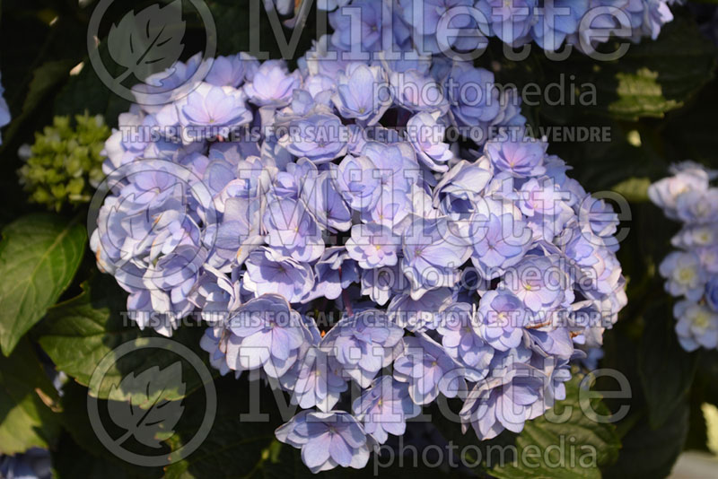 Hydrangea You and Me Together  (Bigleaf Hydrangea Mophead) 2 