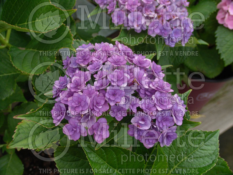 Hydrangea You and Me Together  (Bigleaf Hydrangea Mophead) 3 