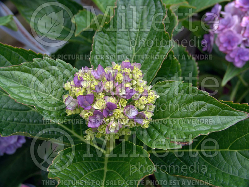 Hydrangea You and Me Together  (Bigleaf Hydrangea Mophead) 4 