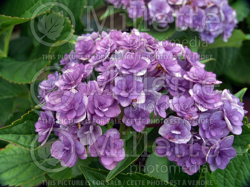 Hydrangea You and Me Together  (Bigleaf Hydrangea Mophead) 1 