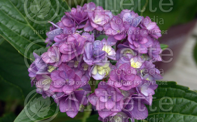 Hydrangea You and Me Together  (Bigleaf Hydrangea Mophead) 5 