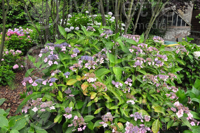 Hydrangea Tokyo Delight (Bigleaf Hydrangea Mophead) 4 