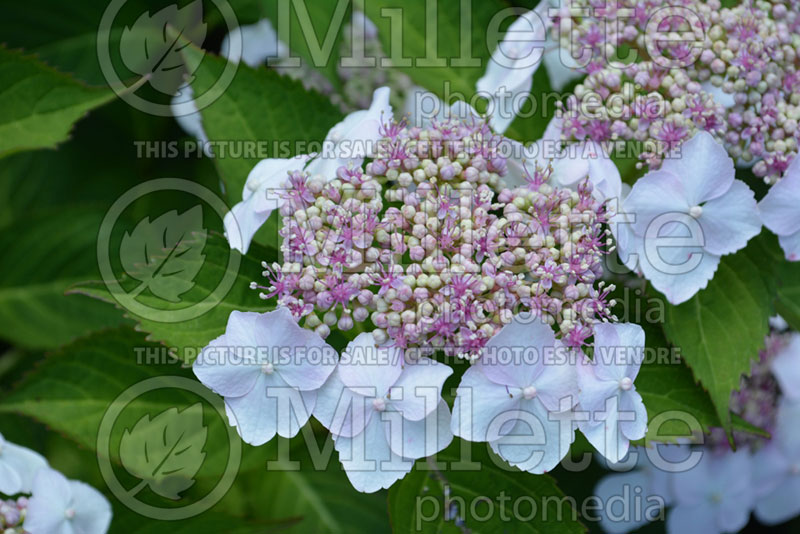 Hydrangea Tokyo Delight (Bigleaf Hydrangea Mophead) 1 