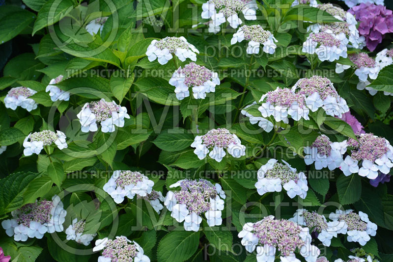 Hydrangea Tokyo Delight (Bigleaf Hydrangea Mophead) 2 