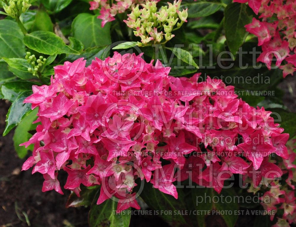 Hydrangea Tovelit (Hydrangea) 2