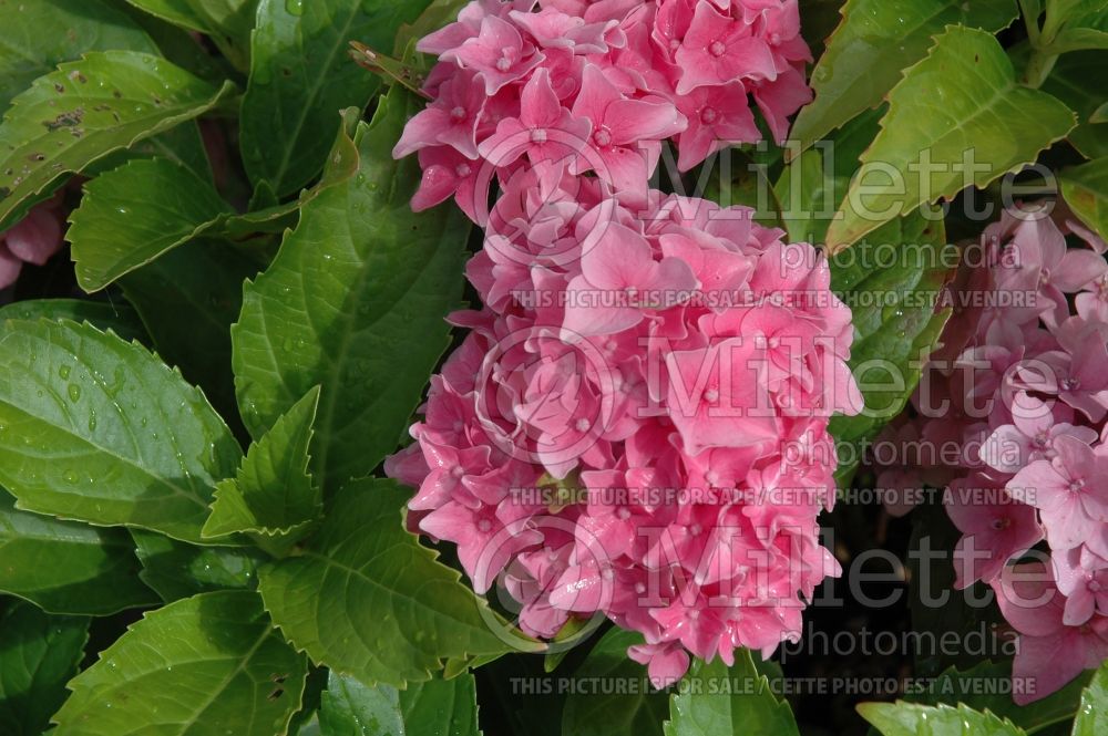 Hydrangea Tovelit (Hydrangea) 7