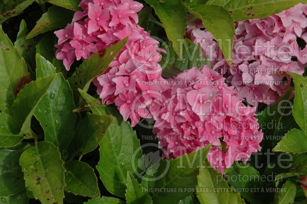 Hydrangea Tovelit (Hydrangea) 8