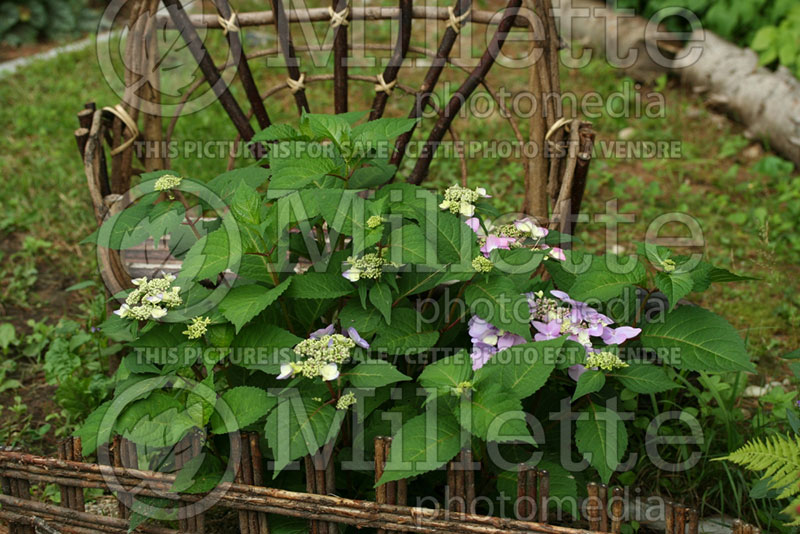 Hydrangea Twist-n-Shout (Hydrangea Mopheads) 10