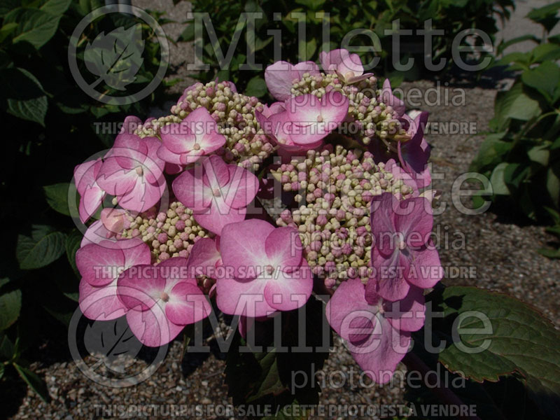 Hydrangea Twist-n-Shout (Hydrangea Mopheads) 2