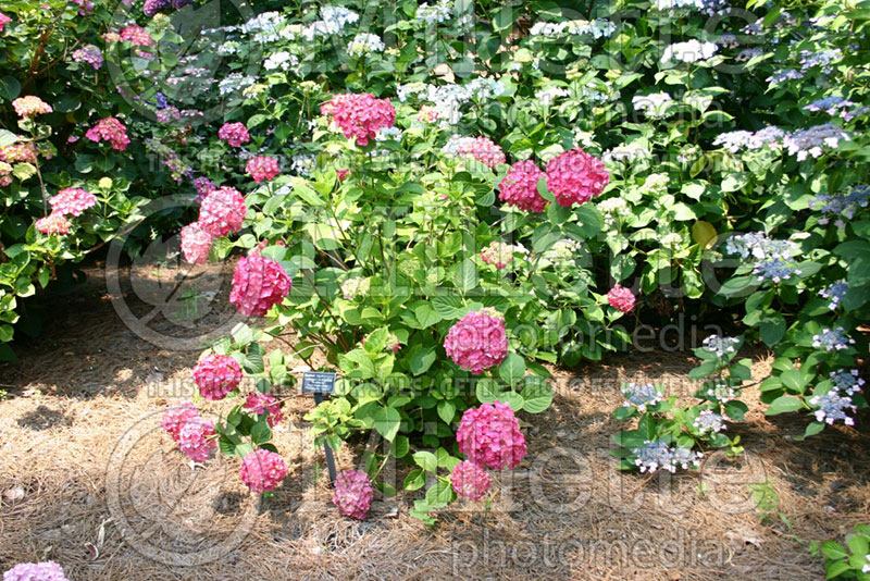 Hydrangea Westfalen (Bigleaf Hydrangea Mophead) 2 