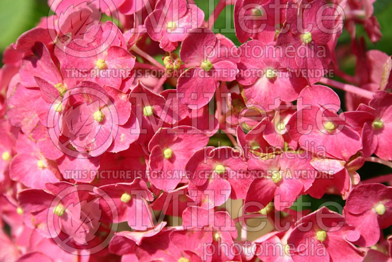 Hydrangea Westfalen (Bigleaf Hydrangea Mophead) 1 