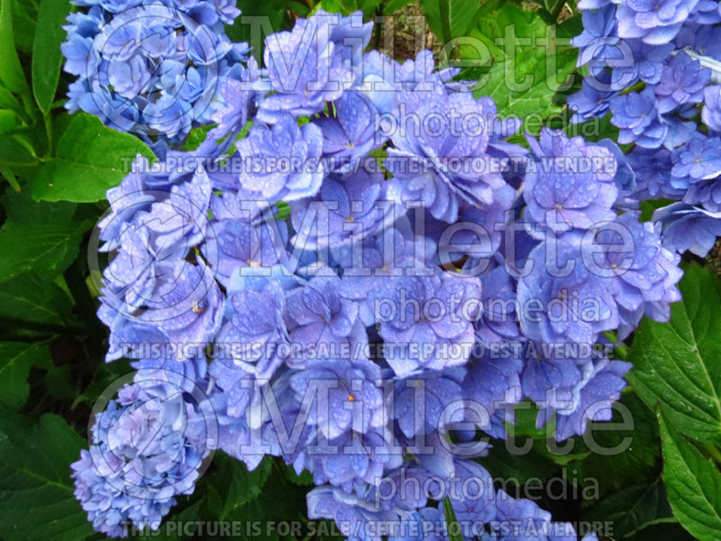 Hydrangea You and Me Together  (Bigleaf Hydrangea Mophead) 9 