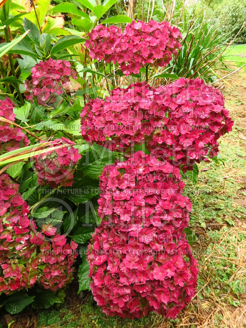 Hydrangea You and Me Together  (Bigleaf Hydrangea Mophead) 10 