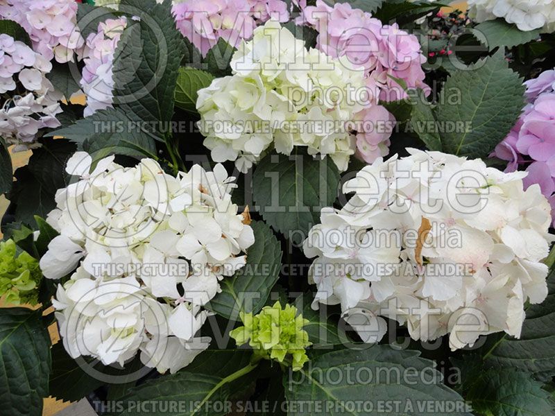 Hydrangea Merritt's Snowball  (Bigleaf Hydrangea Mophead)  2