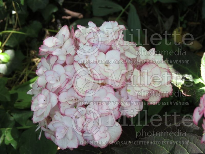 Hydrangea Miss Saori (Hydrangea Mophead) 1  