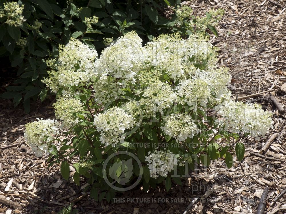 Hydrangea BoBo (Panicle Hydrangea) 8