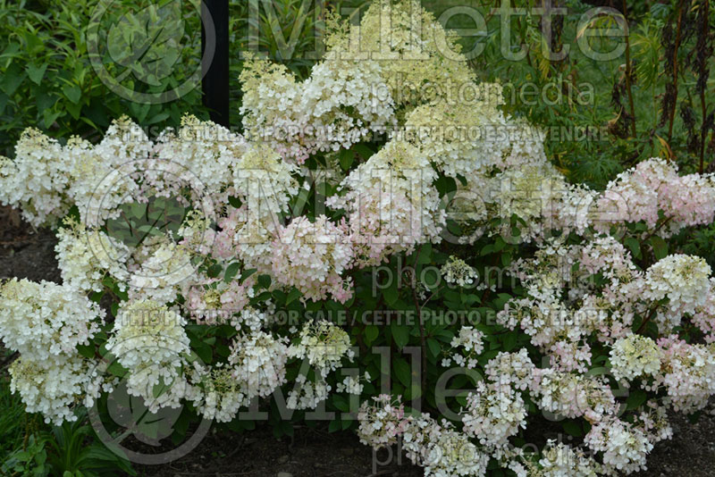 Hydrangea BoBo (Panicle Hydrangea) 4 