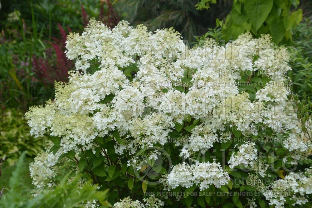 Hydrangea BoBo (Panicle Hydrangea) 5