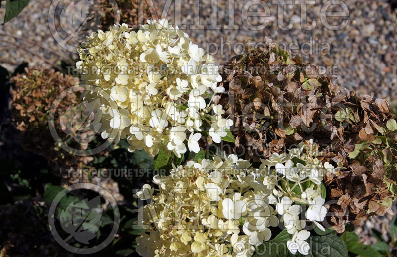 Hydrangea BoBo (Panicle Hydrangea) 2 