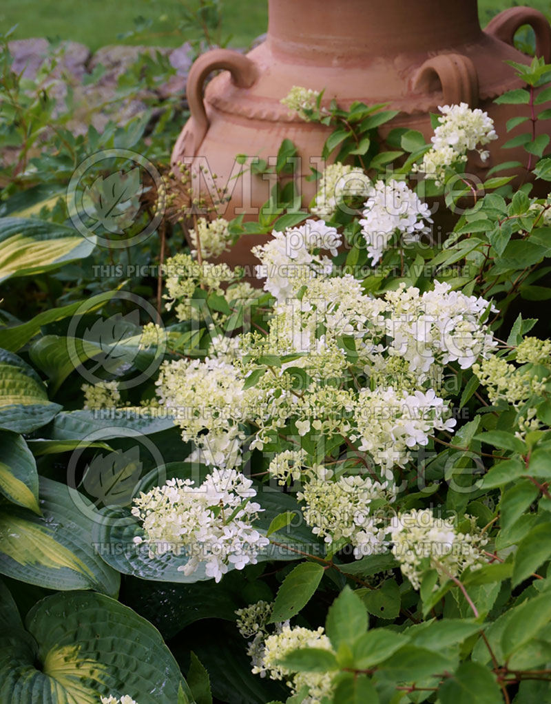 Hydrangea Bombshell (Panicle Hydrangea)  7