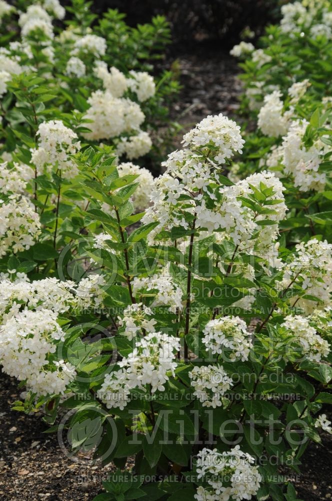 Hydrangea Bombshell (Panicle Hydrangea)  2