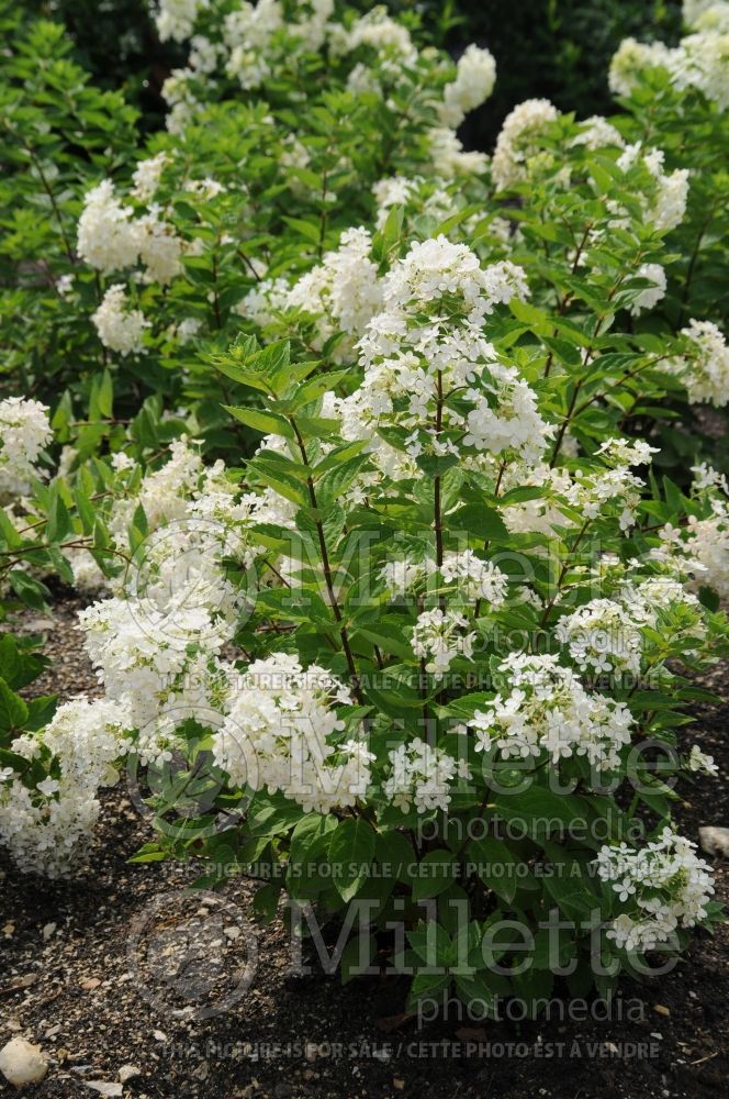 Hydrangea Bombshell (Panicle Hydrangea)  6