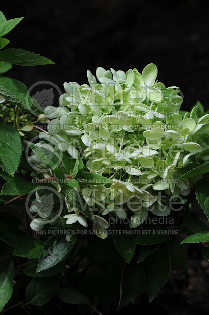 Hydrangea Bombshell (Panicle Hydrangea)  3