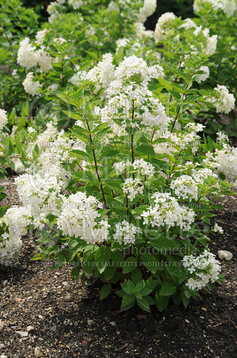 Hydrangea Bombshell (Panicle Hydrangea)  4