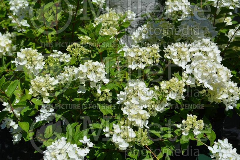 Hydrangea Bombshell (Panicle Hydrangea)  5