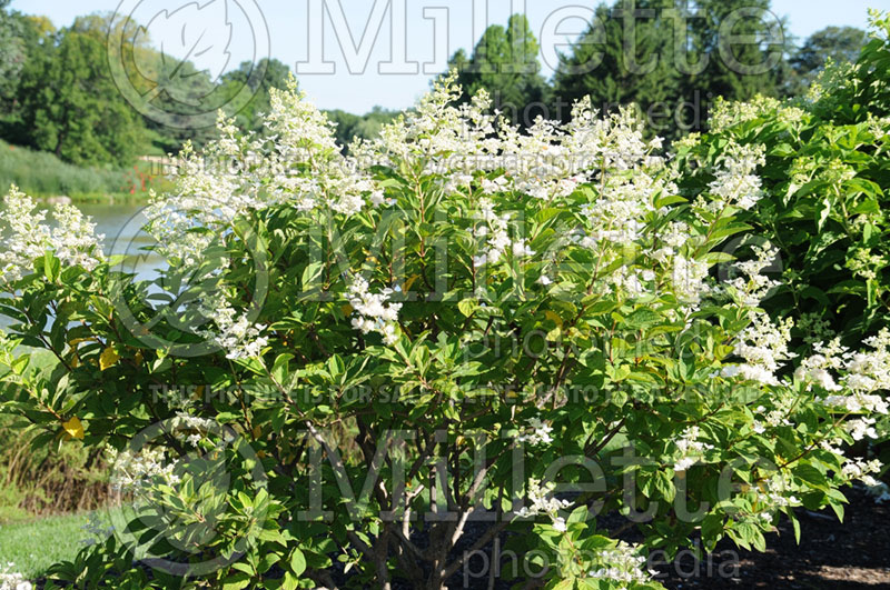 Hydrangea Burgundy Lace (Panicle Hydrangea)  1