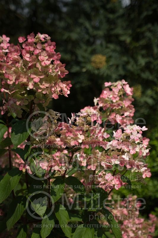 Hydrangea Fire and Ice or Wim's Red (Panicle Hydrangea) 7  