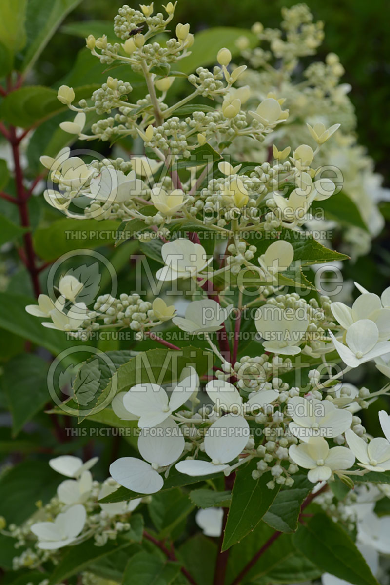 Hydrangea Fire and Ice or Wim's Red (Panicle Hydrangea) 5  