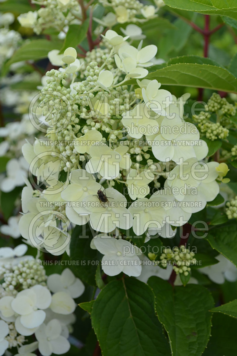 Hydrangea Fire and Ice or Wim's Red (Panicle Hydrangea) 6  