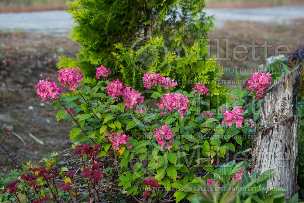 Hydrangea Fire Light (Panicle Hydrangea) 5 