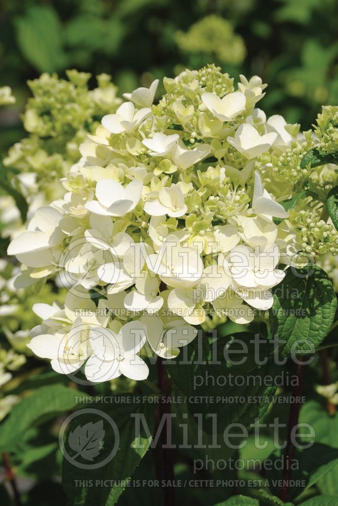 Hydrangea Fire Light (Panicle Hydrangea) 1