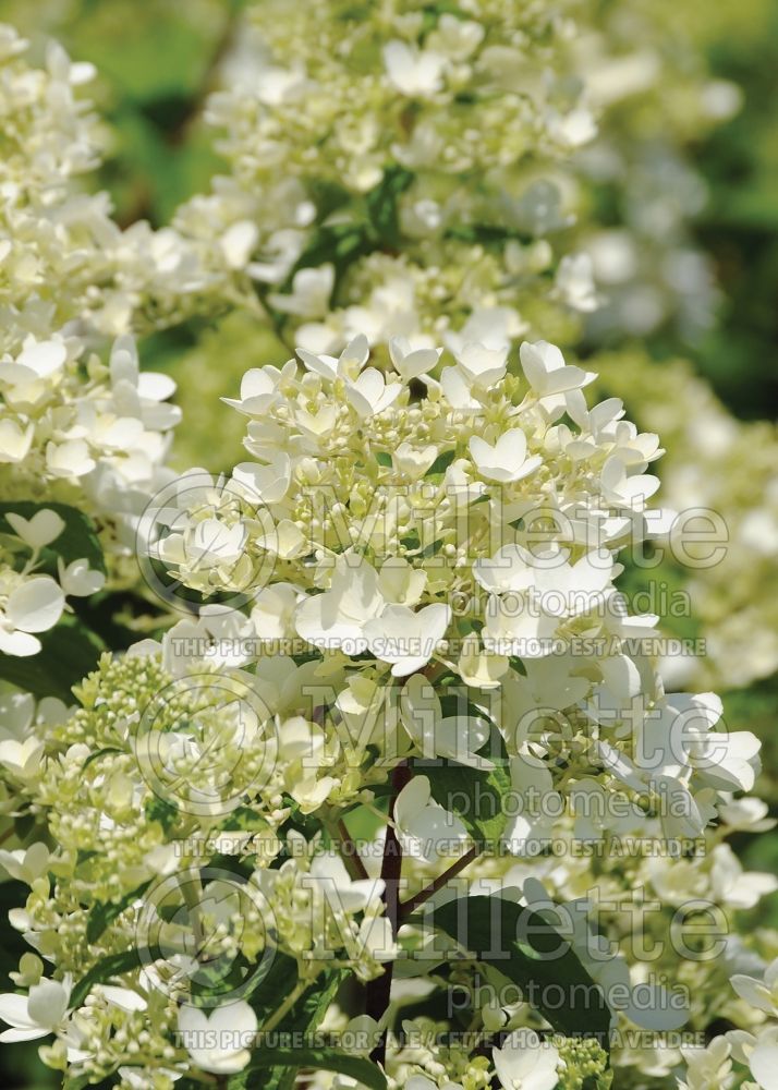 Hydrangea Fire Light (Panicle Hydrangea) 3