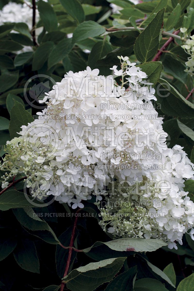 Hydrangea Pee Gee or Grandiflora (Panicle Hydrangea) 2 