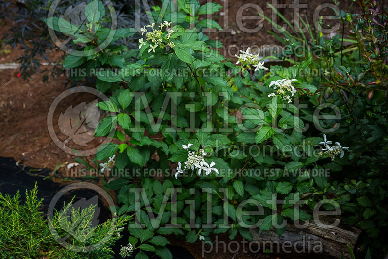 Hydrangea Great Star or Le Vasterival (Hydrangea) 7